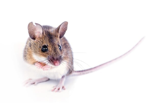 Field mouse pest prevention for your home